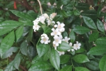 gardening-chinese-box-jasmine (1)