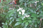 gardening-chinese-box-jasmine (3)