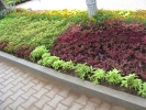 gardening-coleus