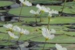 Crested Floating Heart