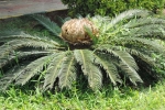 gardening-cycas