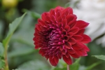 gardening-dahlia-new-1