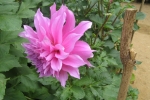 gardening-dahlia-new-2