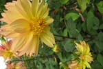 gardening-dahlia-new-5