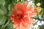 gardening-dahlia-new-6