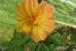 gardening-dahlia-new-7