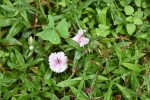 Dianthus