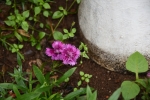 Dianthus