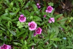 Dianthus