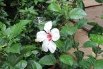 gardening-hibiscus-new_1