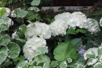 Hydrangea