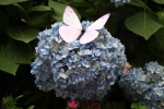 Hydrangea