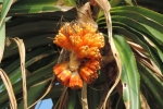 Kewda Fruit