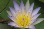 Water Lily