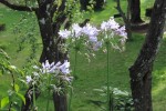 African Lily