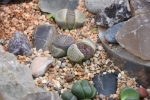 Lithops