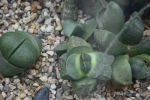 Lithops