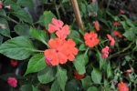 Impatiens walleriana