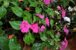 Impatiens