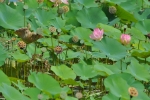 gardening-lotus-new-3