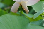 Indian Lotus