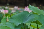 Lotus Leaves