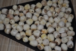 gardening-lotus-seeds-2