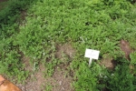 Machi Ptaram - Japanese Mugwort