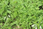 Machi Ptaram - Japanese Mugwort