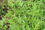 Machi Ptaram - Japanese Mugwort