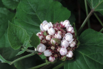 Clerodendrum chinense