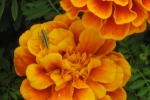 Marigold