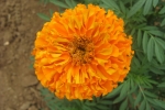 Marigold