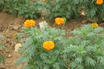 Marigold