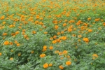 Marigold Field