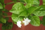 Mysore Jasmine