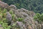 Neelakurinji