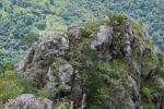 Neelakurinji