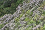 Kurinji Flowers