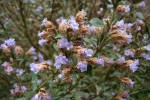 Kurinji Flowers