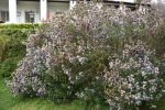 Neelakurinji