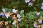 Kurinji Flowers