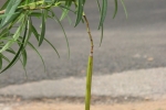 Oleander Seeds