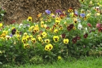 Pansy