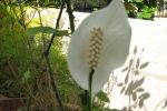 Peace Lily