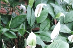 Peace Lily