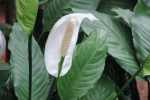 Spathiphyllum