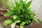 Peace Lily