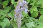 Indian Coleus