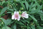 Alstroemeria